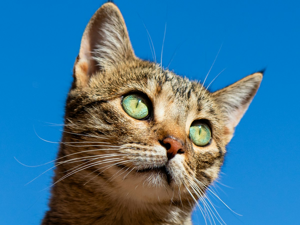 Curious brown tabby cat looking at the camera